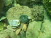 SEA&SEA 1200HD