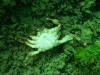 SEA&SEA 1200HD